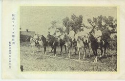 純血アラーブ種牡馬