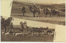 （上）凌源附近のスケッチ　（下）凌源附近羊の放牧