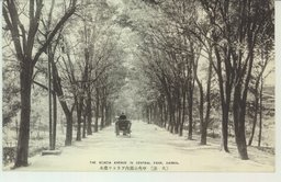 (大連)中央公園内のアカシア並木