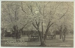 〔旅順〕　新市街後楽園の桜