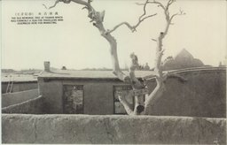 洮南古木（砂磧芽土）