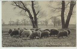 (公主嶺)畜産場に見る北満情趣豊かなる緬羊の群