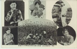 (３２)(大満州百景)　満州名物高粱畑及満州美人の風俗