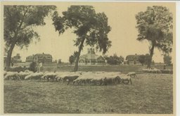 放牧　(公主嶺)