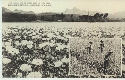 (熱河の風光)熱河名物の一阿片の原料罌栗畑の壯觀