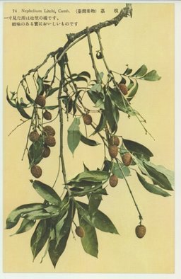 (台湾果物)　荔枝