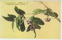 (台湾果物)　蓮霧