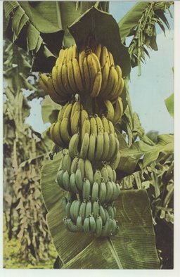 　芭蕉實