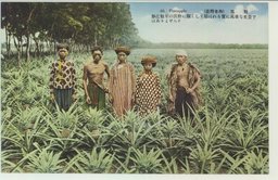 (台湾果物)　鳳梨