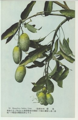 (台湾果物)　檬果