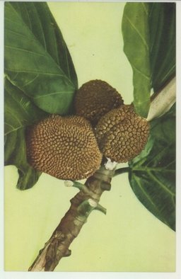 （台湾果物） パン樹の実