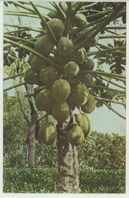 （台湾果物） 木瓜